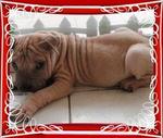 Sharpei - Rare And Reasonable Price - Shar Pei Dog