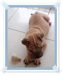 Sharpei - Rare And Reasonable Price - Shar Pei Dog