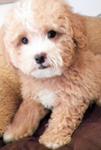 PF14347 - Poodle Dog