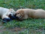 肥肥  - Labrador Retriever Dog