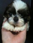 Fluffy Mini Shih Tzu - Shih Tzu Dog