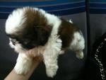 Fluffy Mini Shih Tzu - Shih Tzu Dog