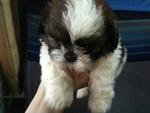 Fluffy Mini Shih Tzu - Shih Tzu Dog