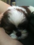 Fluffy Mini Shih Tzu - Shih Tzu Dog