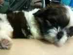 Fluffy Mini Shih Tzu - Shih Tzu Dog