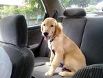 Leo  - Golden Retriever Dog