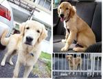 Leo  - Golden Retriever Dog