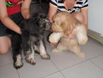 Puffy And Buffy - Poodle + Terrier Dog