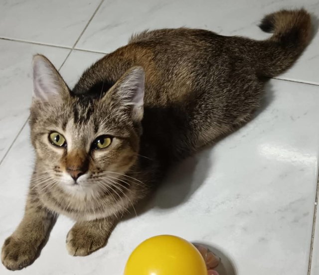 Mocha The Explorer  - Tabby Cat