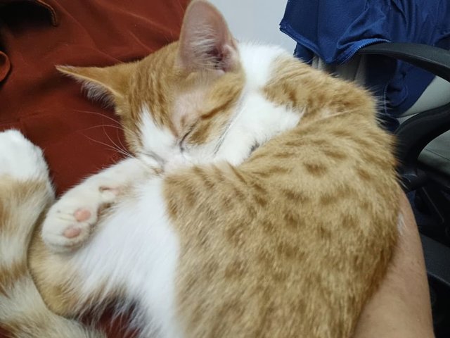 Tommy - Tabby + Domestic Medium Hair Cat