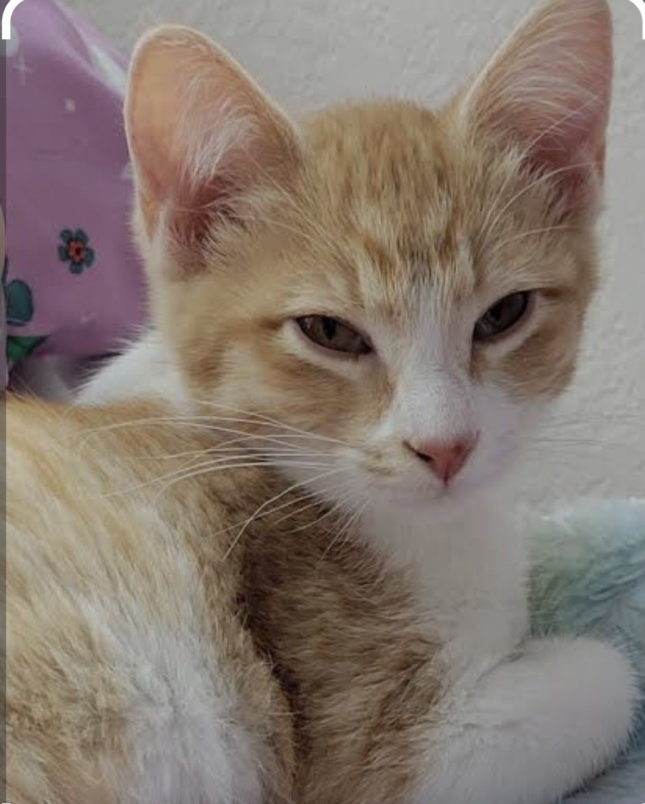 Mountain  - Domestic Short Hair Cat