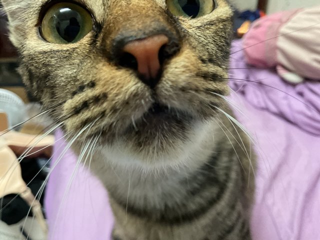 Arang - Tabby Cat