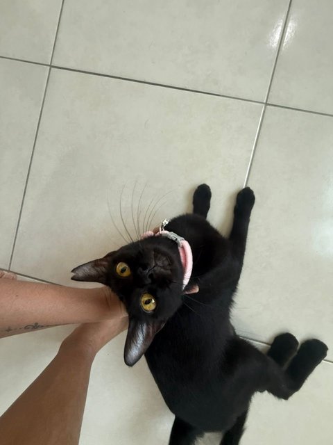Yellow - Domestic Short Hair Cat