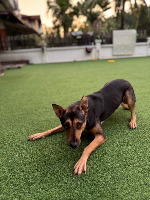 Lucky - Mixed Breed Dog