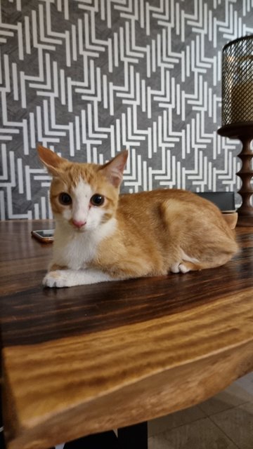 Zus  - Domestic Short Hair Cat