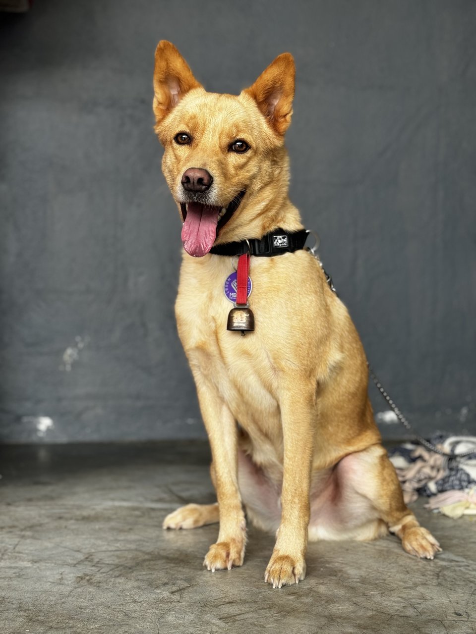 Koko - Mixed Breed Dog