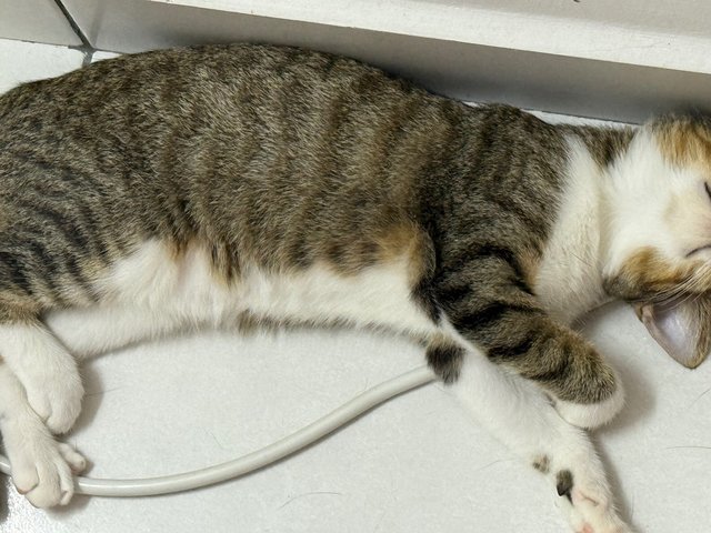 No Name - Domestic Short Hair Cat