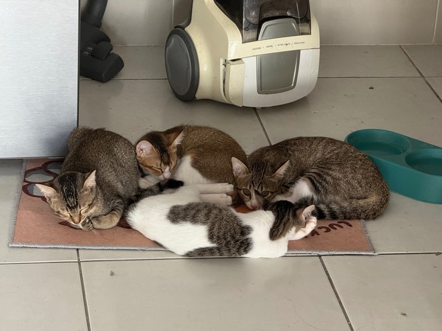 No Name - Domestic Short Hair Cat