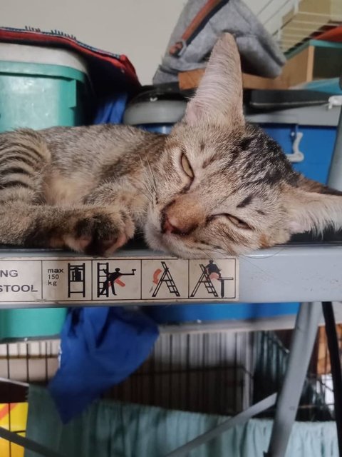 Vanilla - Tabby Cat
