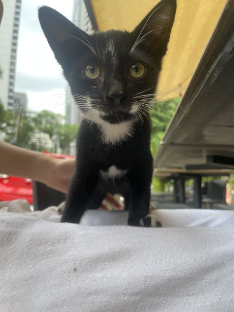 Whisker  - Tuxedo Cat