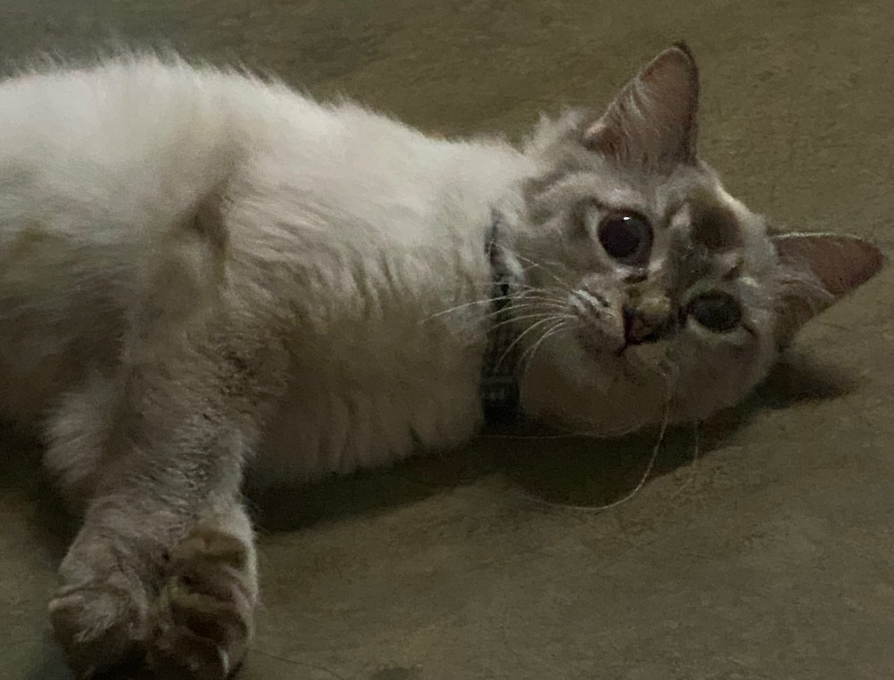 Luna (Vaccinated&amp;spayed) - Domestic Long Hair Cat