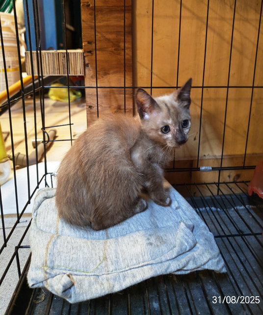 Nina - Domestic Medium Hair Cat