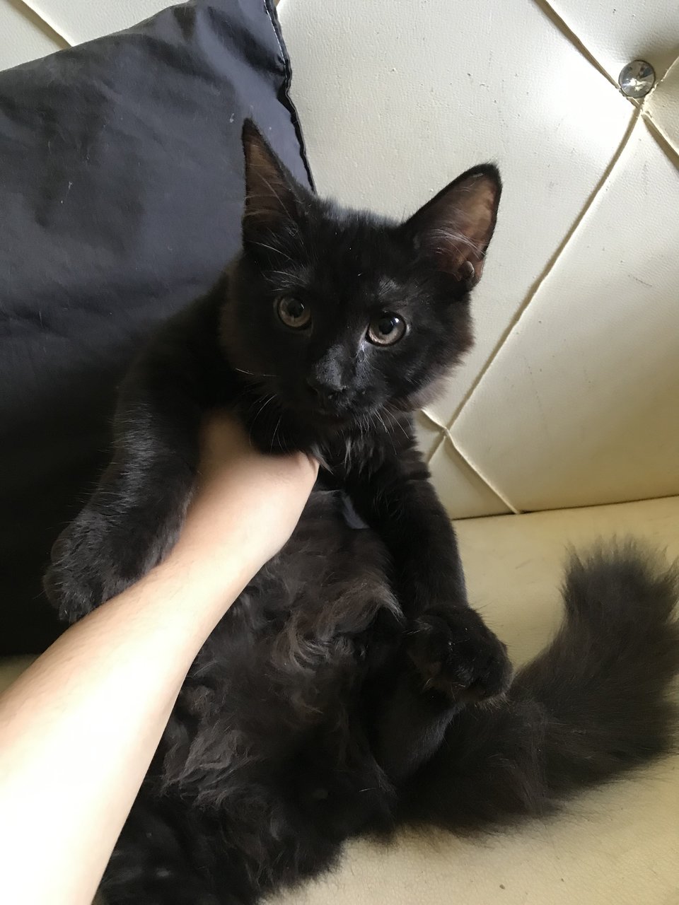 Blackie - Burmese + Exotic Shorthair Cat
