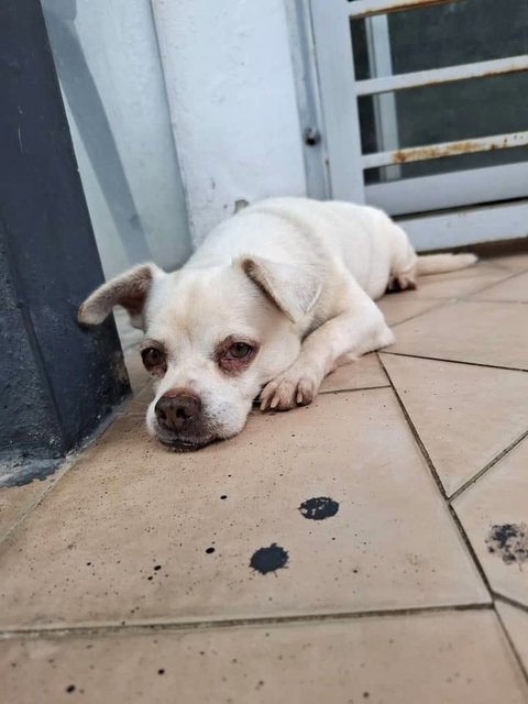 Sonu (Found At Bk 5 Bandar Kinrara) (D) - Chihuahua Mix Dog