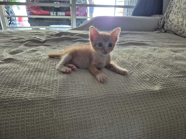 Roxy - Domestic Medium Hair Cat