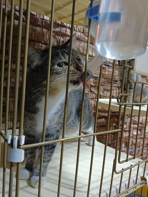 Suno - Domestic Short Hair Cat
