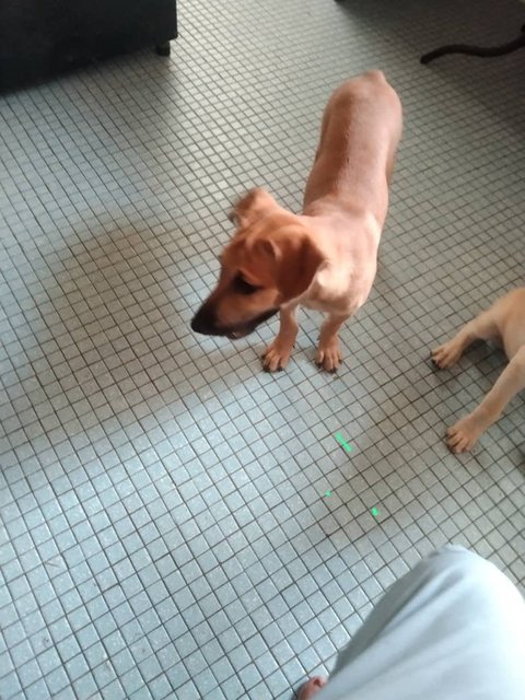 Bully - Mixed Breed Dog