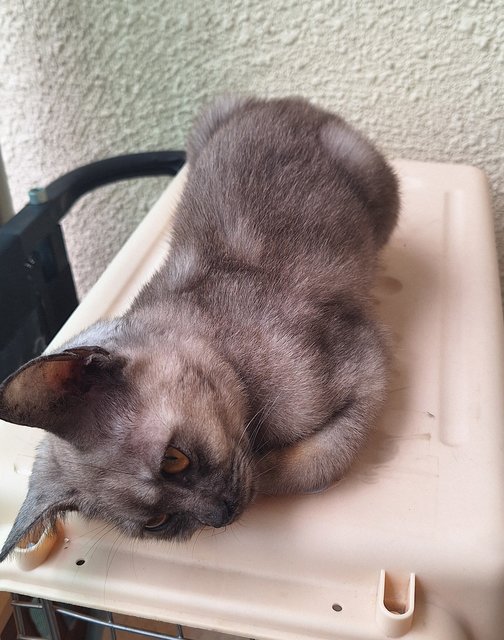 Enid Sinclair - Domestic Medium Hair Cat
