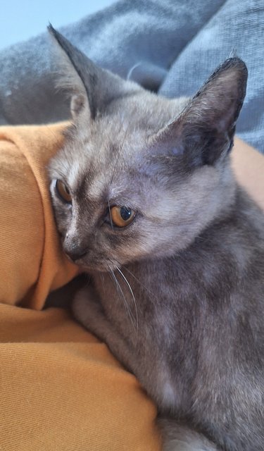 Enid Sinclair - Domestic Medium Hair Cat