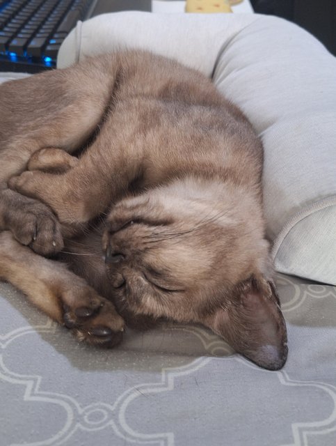Enid Sinclair - Domestic Medium Hair Cat