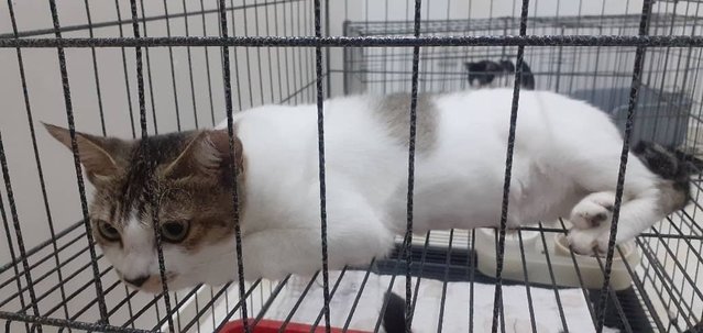 Si Manja - Domestic Short Hair Cat