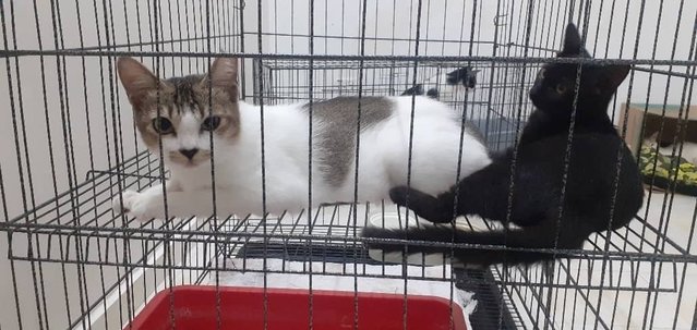 Si Manja - Domestic Short Hair Cat