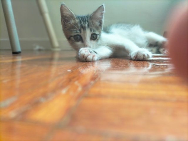 Specky - Domestic Short Hair Cat