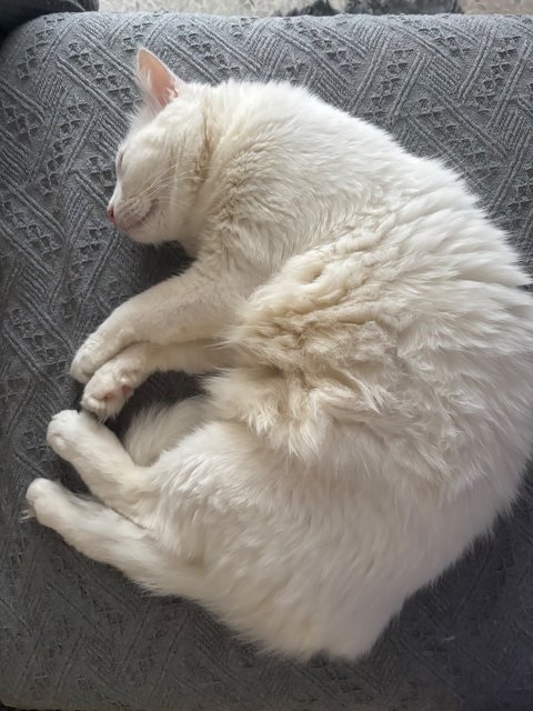 Snow - Domestic Long Hair Cat