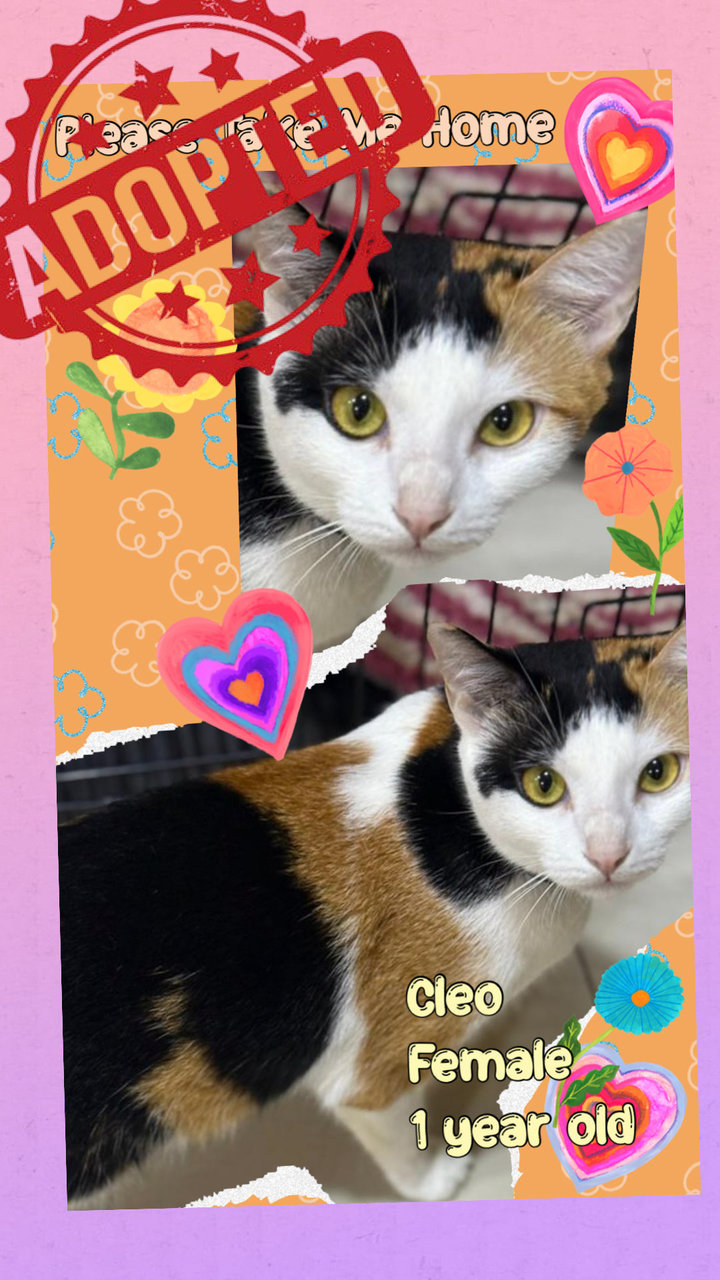 Cleo - Domestic Short Hair Cat