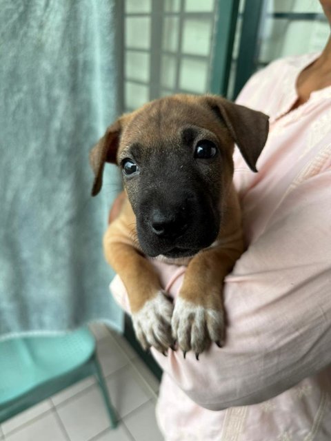 Toastie - Mixed Breed Dog