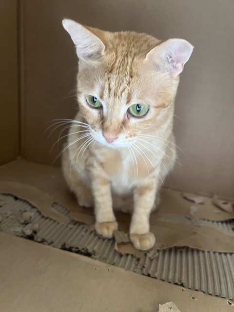 Juliet - Domestic Short Hair Cat