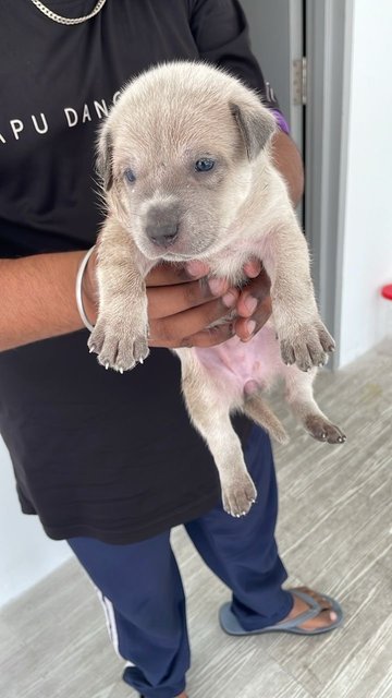 Snoopy - Mixed Breed Dog