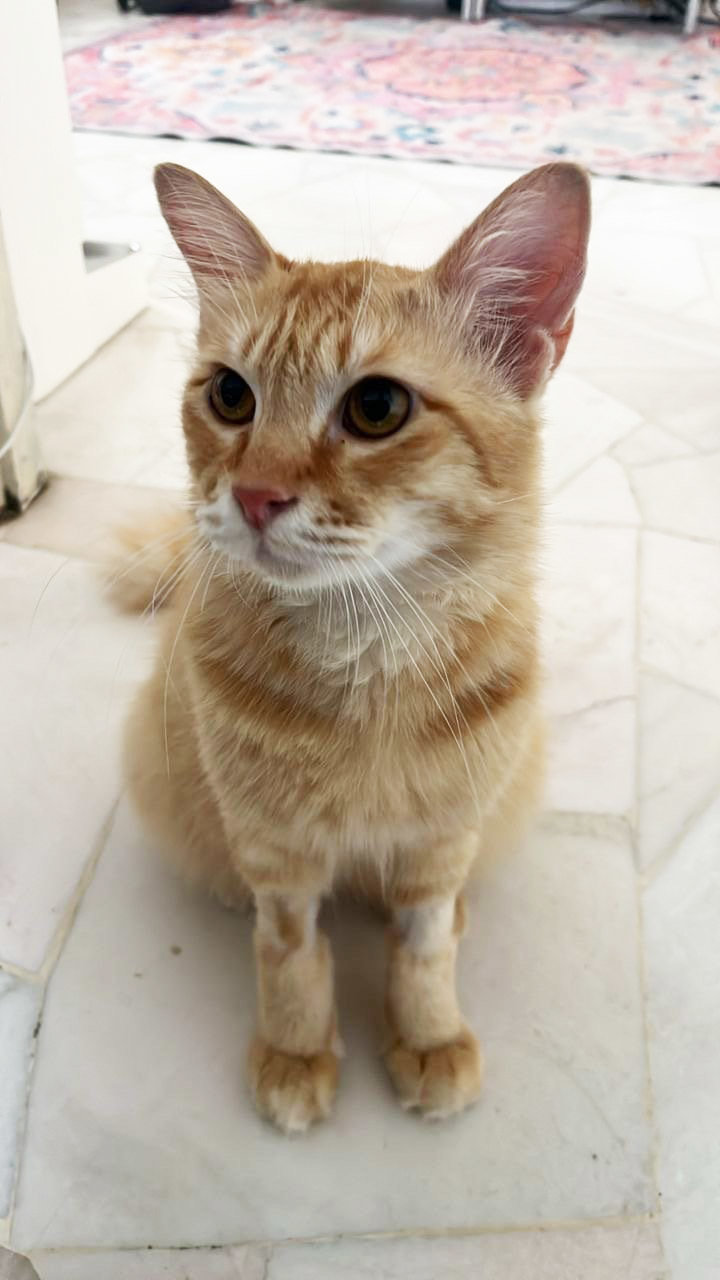 Charles Oyen Leclaw - Domestic Medium Hair Cat