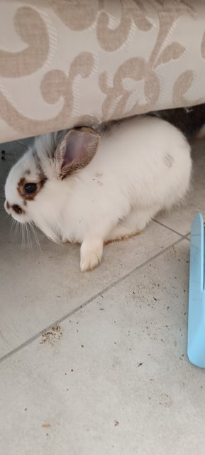 Tofu - Mini Rex + Lionhead Rabbit