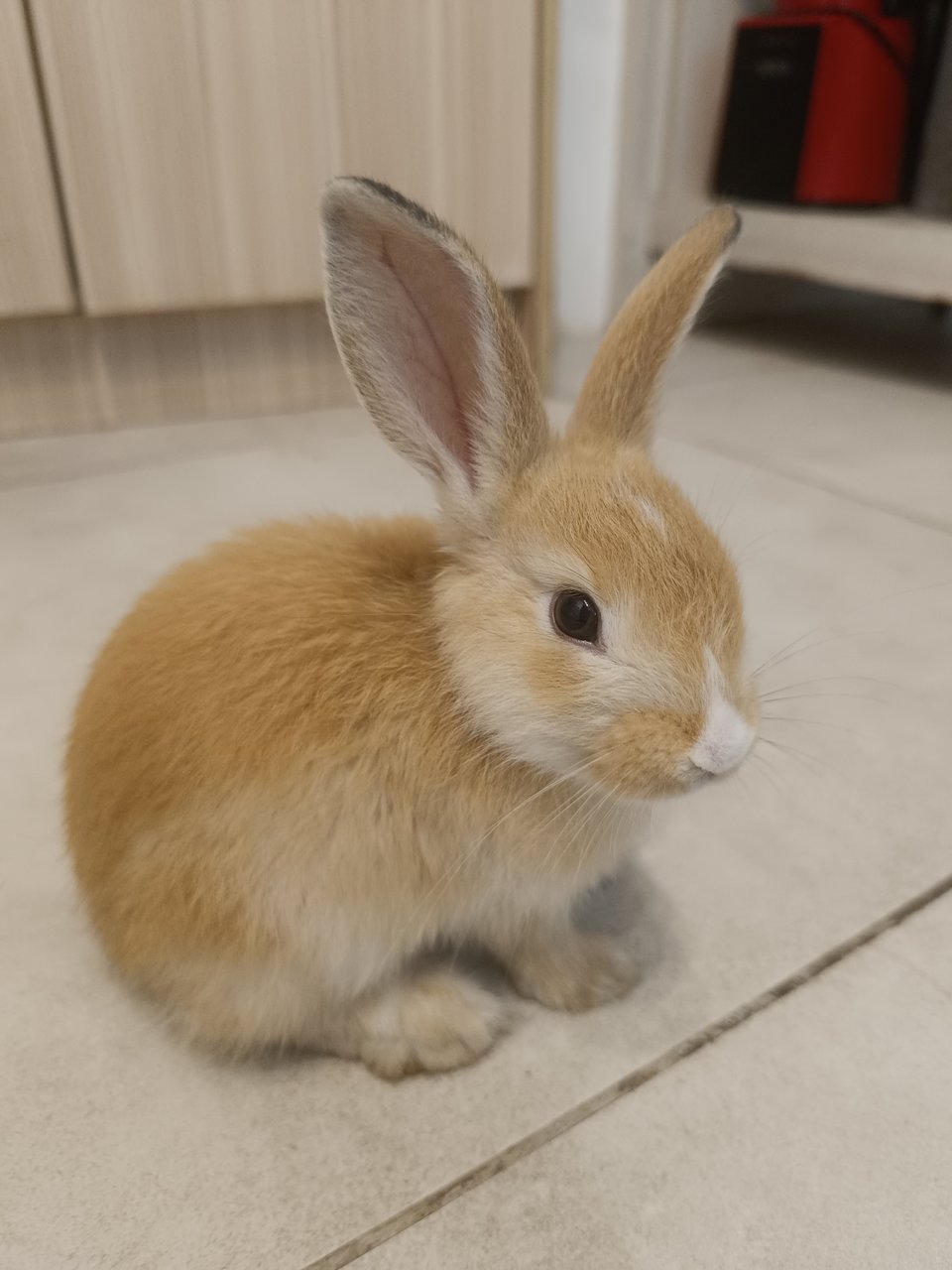 Caramel - Tan + Netherland Dwarf Rabbit