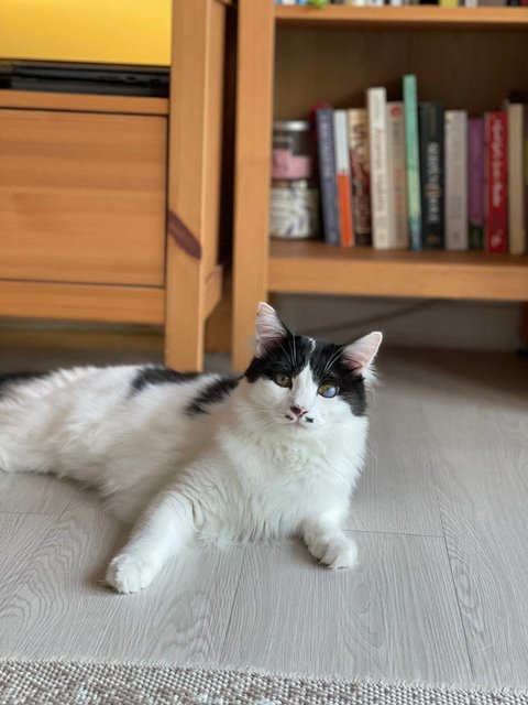 [Already Adopted] Moomoo - Domestic Medium Hair Cat