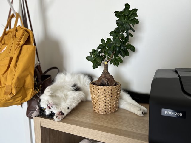[Already Adopted] Moomoo - Domestic Medium Hair Cat