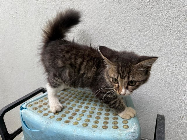 PF143417 - Domestic Long Hair Cat