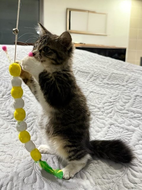 PF143417 - Domestic Long Hair Cat