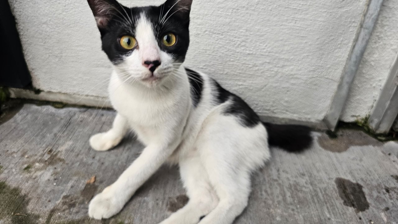 Lucy Liu Anne - Domestic Short Hair Cat